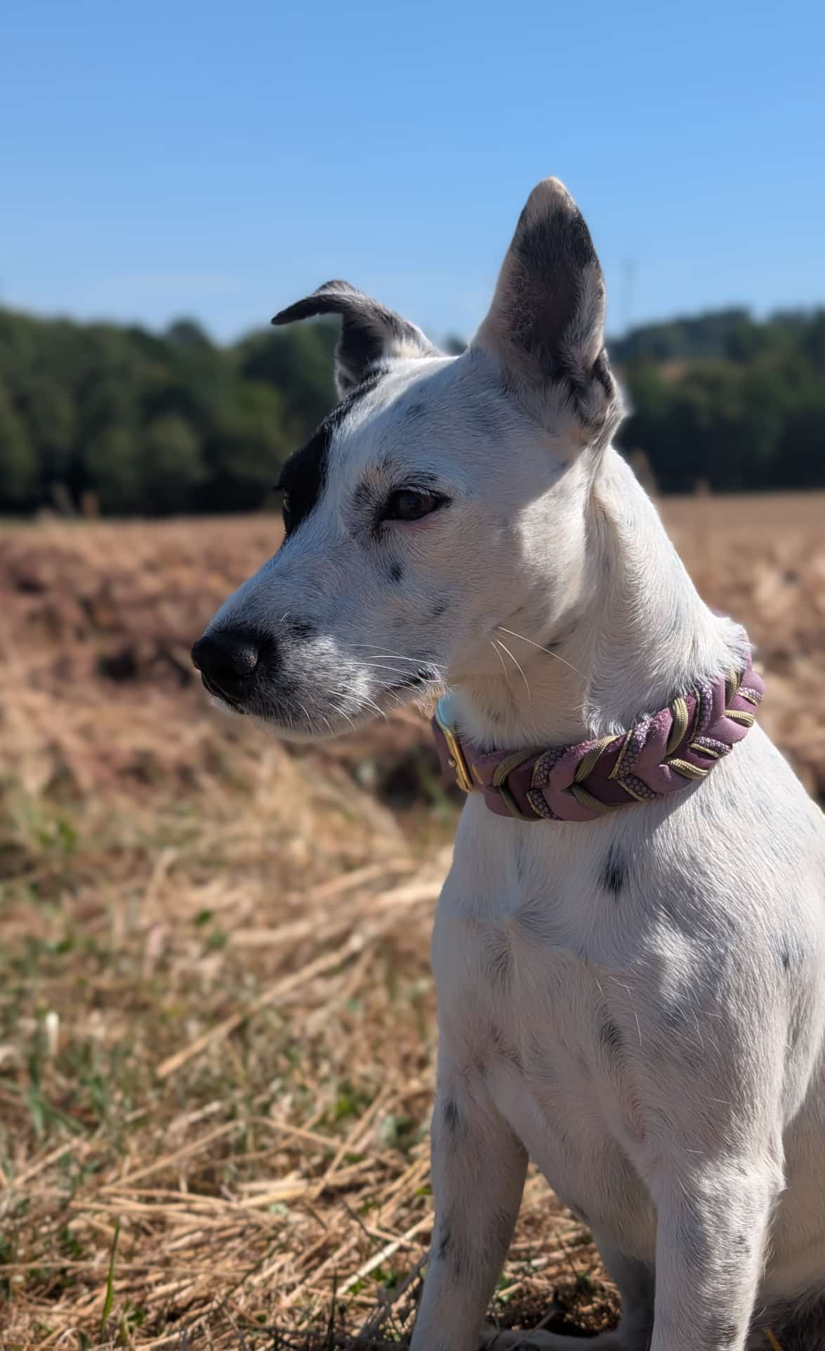 Bella